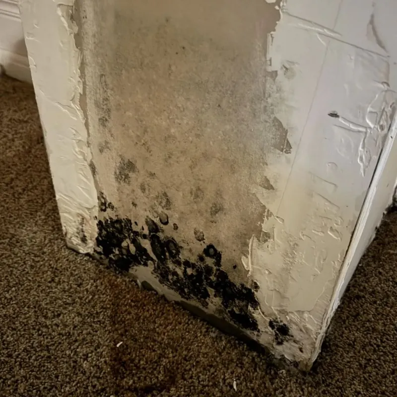 Professional Mold Removal in Piedmont, MO